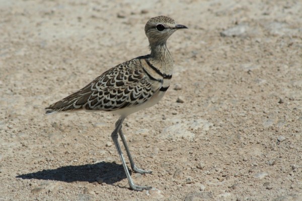 Double-banded Courser