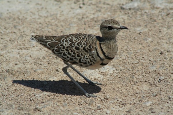 Double-banded Courser