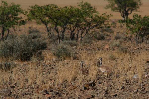 a pair roaming through the desert