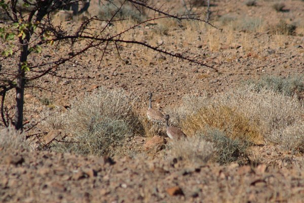a pair roaming through the desert