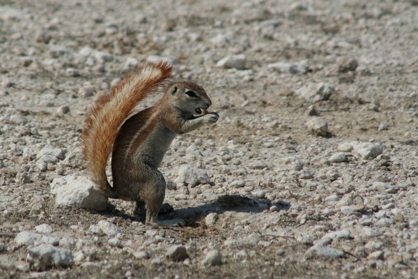 Cape Ground Squirrel