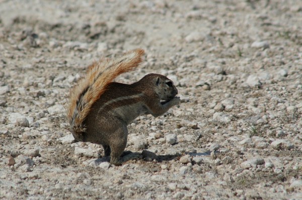 in the shade of the tail