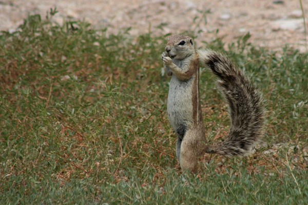 Cape Ground Squirrel