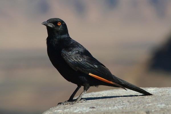 Pale-winged Starling