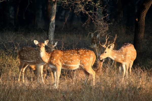 Chital in Ranthambore National Park