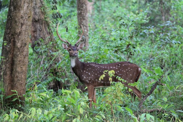 male Chital in Wayanad Wildlife Sanctuary