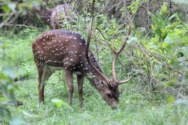 male Chital