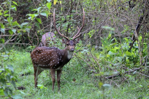 male Chital