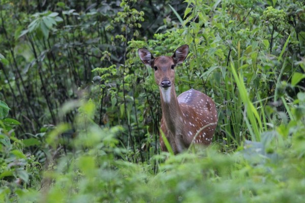 female Chital