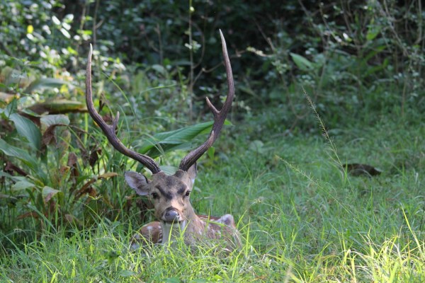 male Chital
