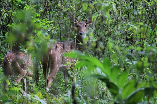 Chital in Wayanad Wildlife Sanctuary