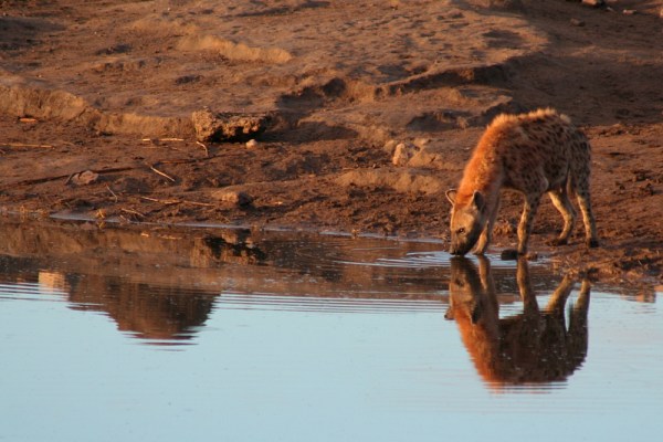 Spotted Hyena in the evening light