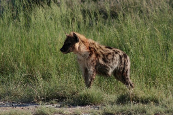 Spotted Hyena