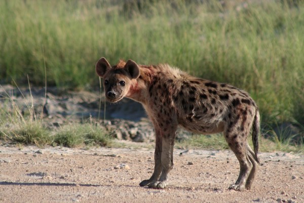 Spotted Hyena