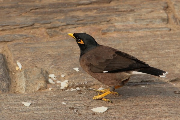 Common Myna