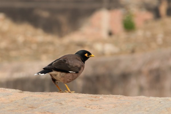 Common Myna on the run
