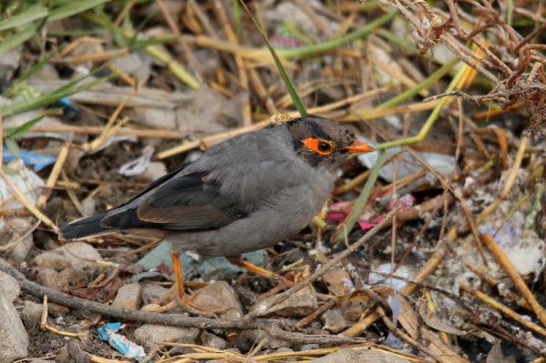 Bank Myna