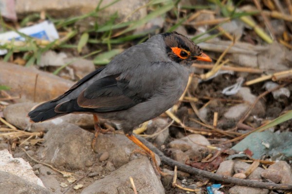 Bank Myna