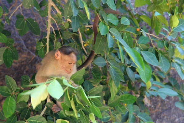 Bonnet Macaque in Mamallapuram