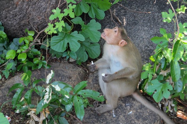 Bonnet Macaque in Mamallapuram