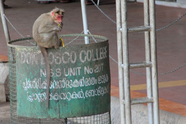 Bonnet Macaque eating a stolen banana