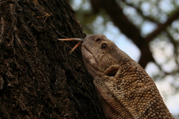 Rock Monitor smelling for prey with its forked tongue