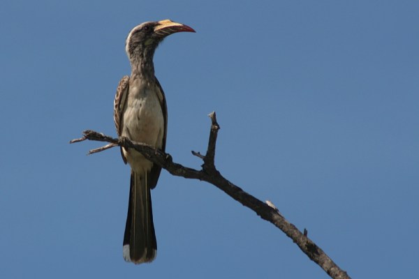 female Grey Hornbill