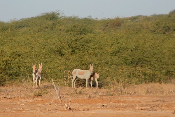 Indian Wild Ass