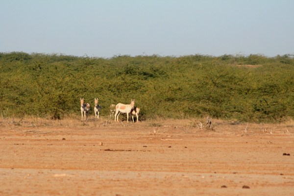 Indian Wild Ass