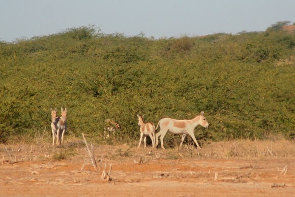 Indian Wild Ass