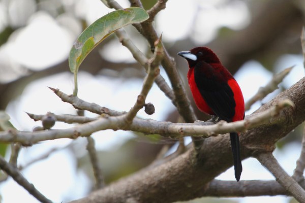 male Crimson-backed Tanager