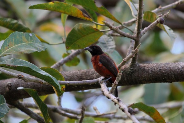 female Crimson-backed Tanager