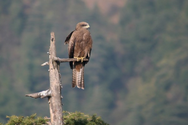 Black Kite in Dharamsala