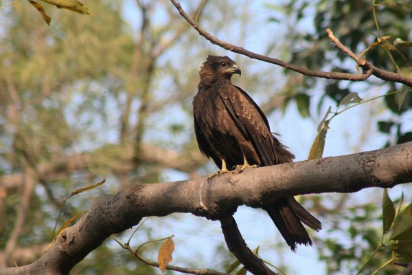 Black Kite in Delhi