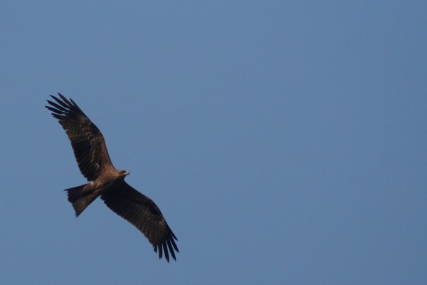 flying Black Kite