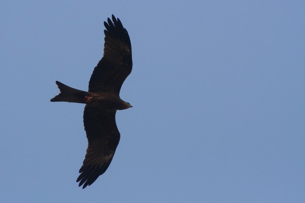 flying Black Kite