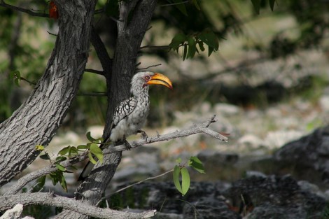 Southern Yellow-billed Hornbill