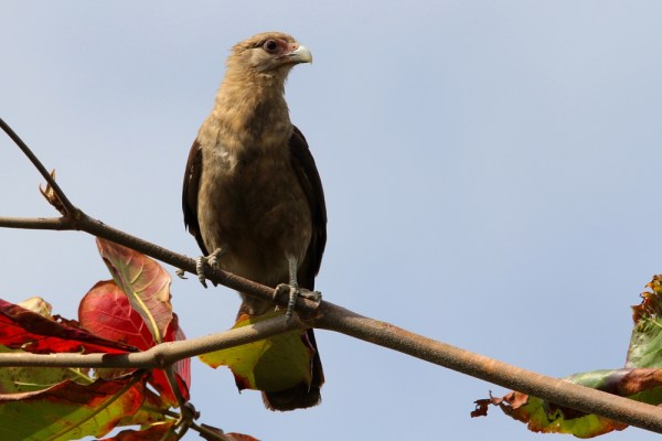 Yellow-headed Caracara