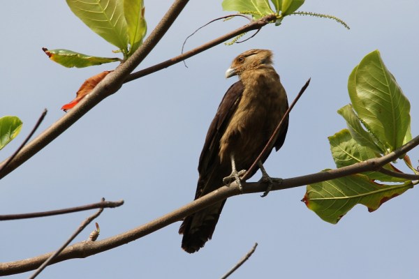 Yellow-headed Caracara
