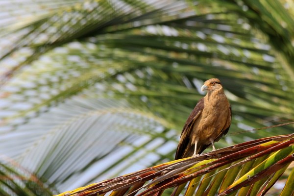 Yellow-headed Caracara
