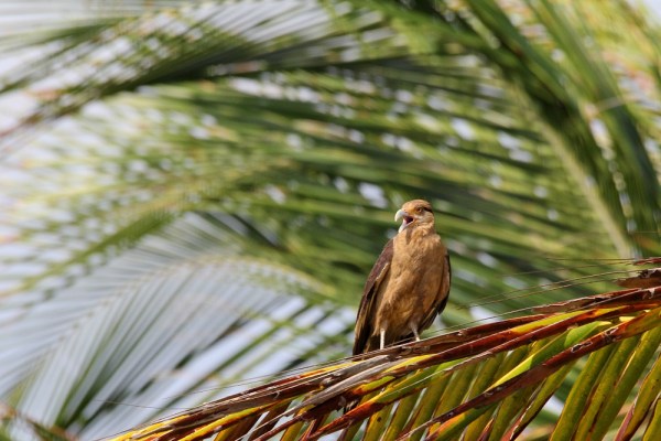 Yellow-headed Caracara