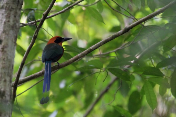 Rufous Motmot
