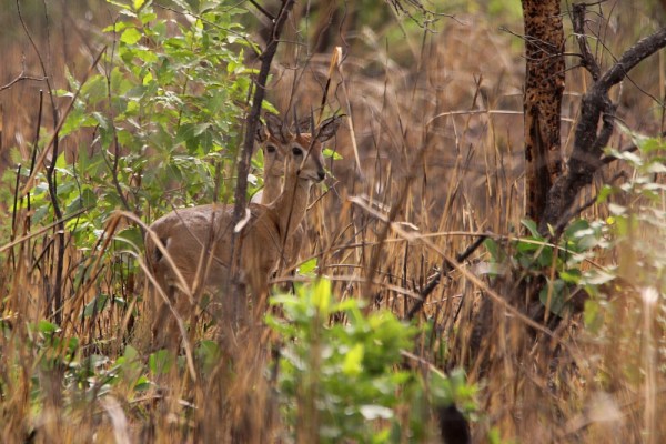 Oribi in Pendjari National Park