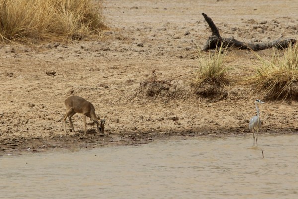male Oribi at water hole