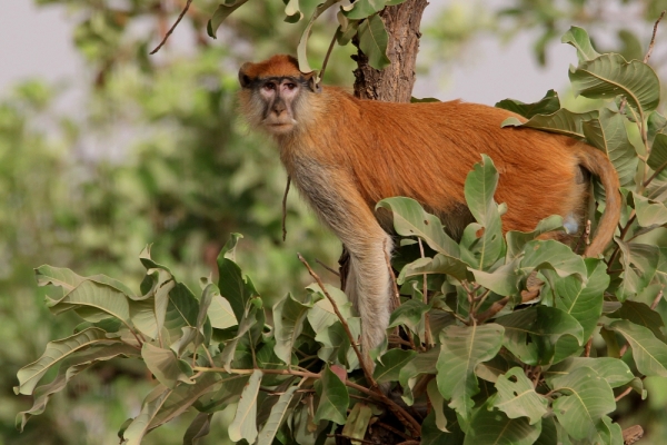Patas Monkey in Pendjari National Park