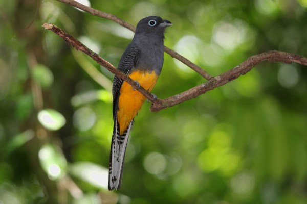 female White-tailed Trogon