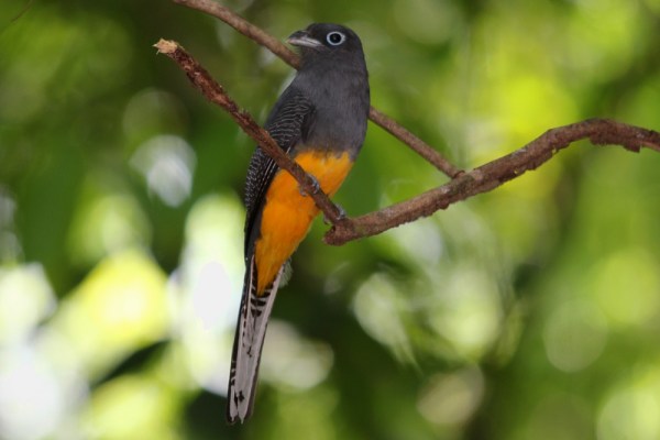 female White-tailed Trogon