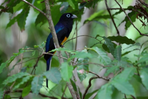 male White-tailed Trogon