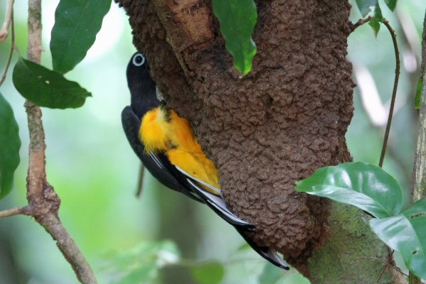 male White-tailed Trogon