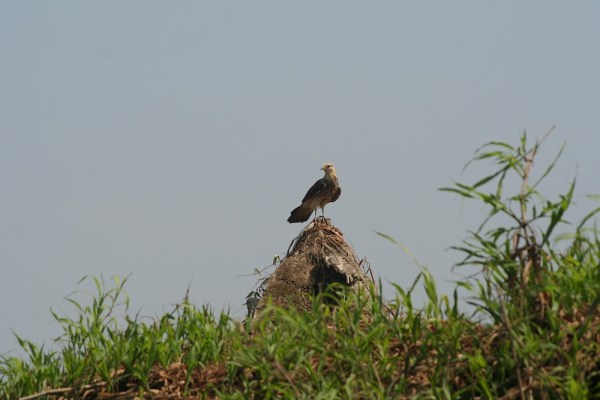 Yellow-headed Caracara in Brazil